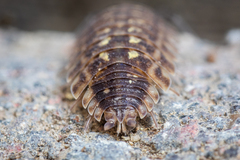 Porcellio spinicornis