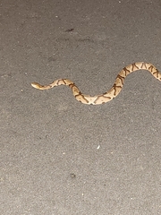 Agkistrodon contortrix