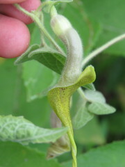 Aristolochia pringlei
