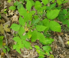 Acer negundo