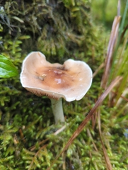 Hebeloma velutipes