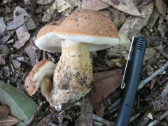 Tylopilus minor