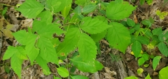 Acer negundo
