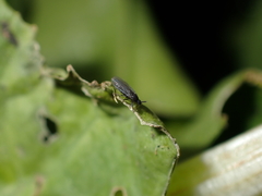 Scatopsidae
