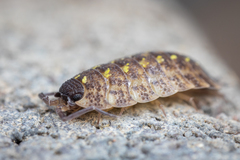 Porcellio spinicornis
