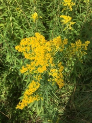 Solidago