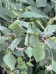 Amphicarpaea bracteata