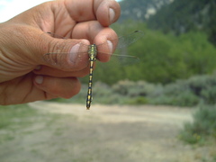 Ophiogomphus morrisoni