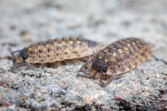 Porcellio spinicornis