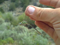 Ophiogomphus morrisoni