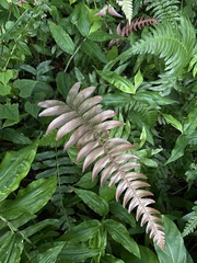 Blechnum occidentale
