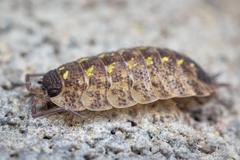 Porcellio spinicornis