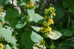 Solidago flexicaulis