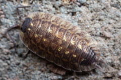 Porcellio spinicornis