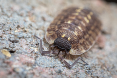 Porcellio spinicornis
