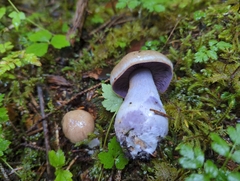Cortinarius riederi