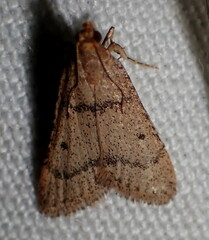 Bostra obsoletalis