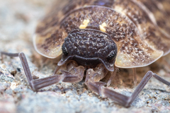 Porcellio spinicornis
