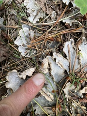 Peltigera canina