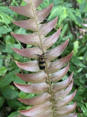 Blechnum occidentale