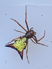 Micrathena sagittata