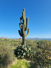 Carnegiea gigantea