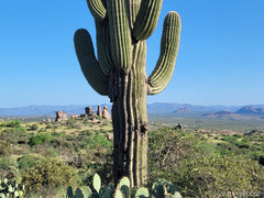 Carnegiea gigantea