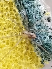 Physocyclus globosus