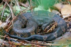 Agkistrodon piscivorus