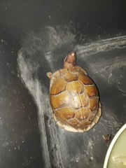 Terrapene carolina triunguis