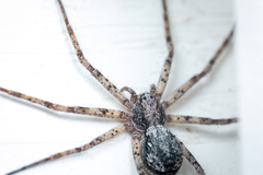 Philodromidae