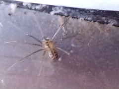 Physocyclus globosus