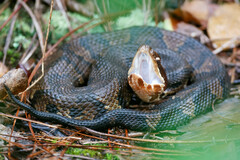 Agkistrodon piscivorus