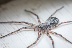 Philodromidae