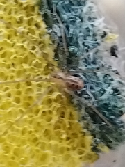 Physocyclus globosus