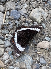 Limenitis arthemis rubrofasciata