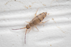 Willowsia nigromaculata