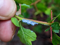 Aphidomorpha