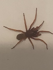 Dysdera