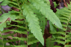 Thelypteris palustris