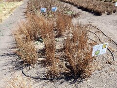 Microseris laciniata