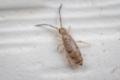 Willowsia nigromaculata