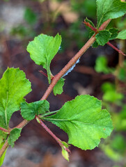 Aphidomorpha