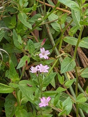 Epilobium ciliatum watsonii