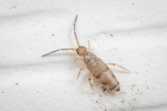 Willowsia nigromaculata