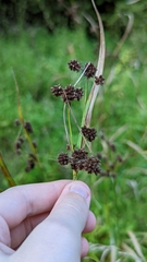 Scirpus