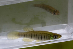 Fundulus lineolatus