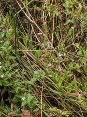 Epilobium ciliatum watsonii