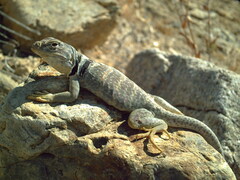 Crotaphytus bicinctores