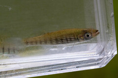 Fundulus lineolatus